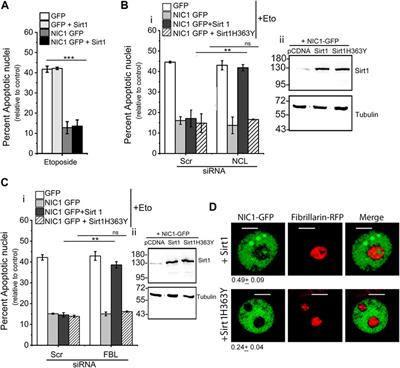 Sirtuin1 meditated modification of Notch1 intracellular domain regulates nucleolar localization and activation of distinct signaling cascades